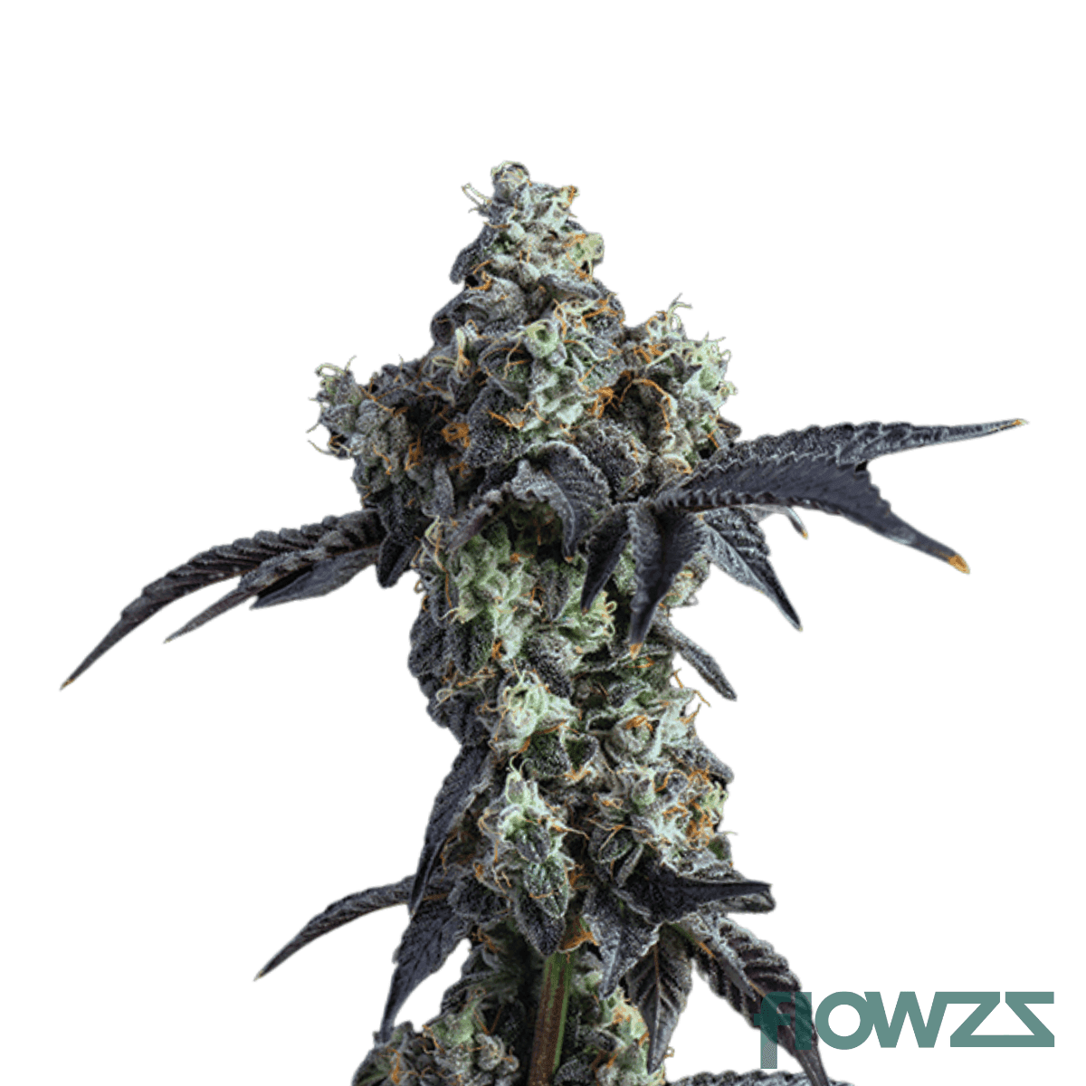 hawaiian-rain-cannabis-strain