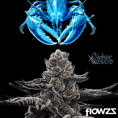 Vasco x Cipher BL Blue Lobster