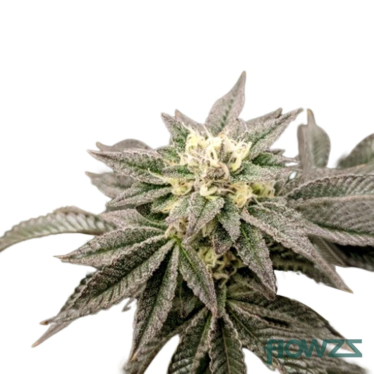 Orange Velvet Cannabis Strain - flowzz.com Preisvergleich