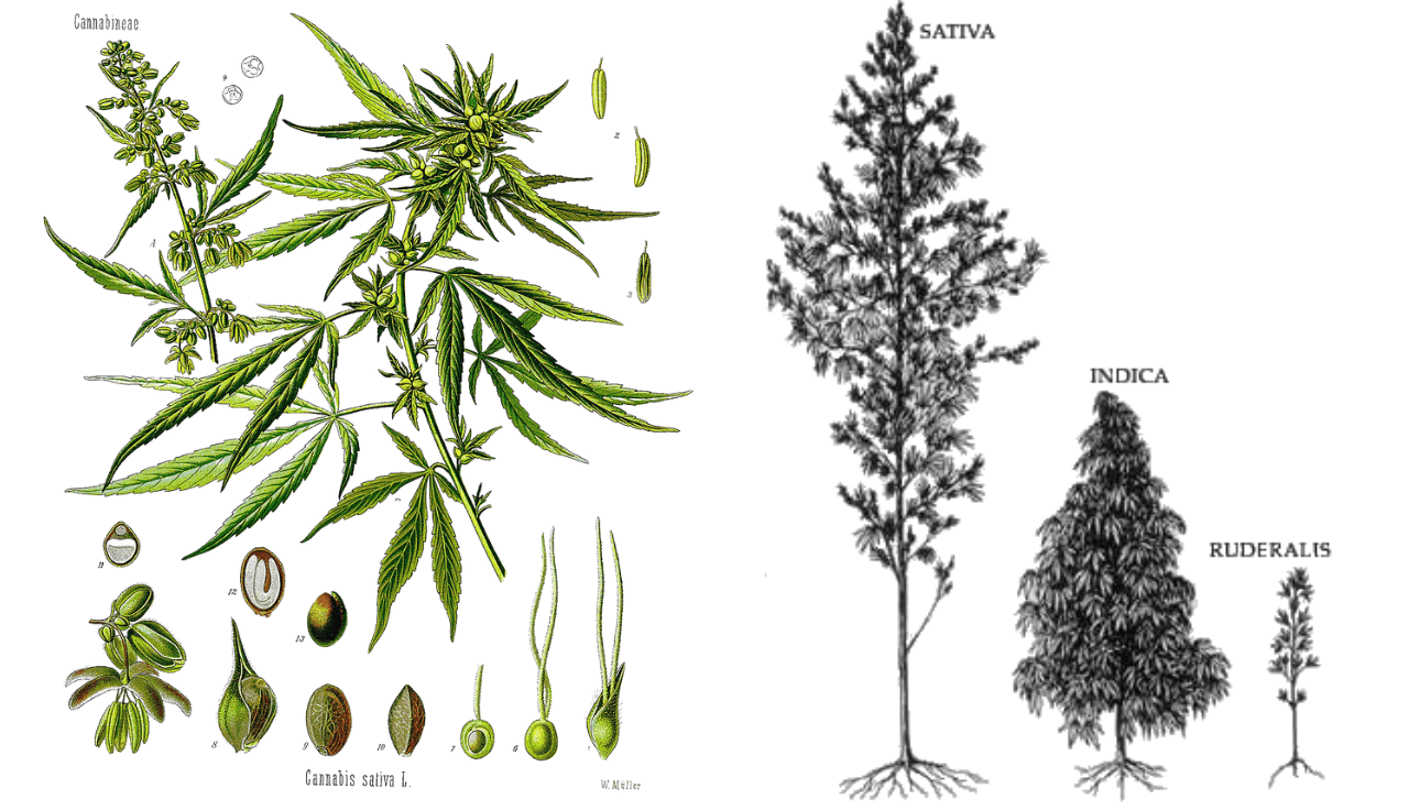 sativa-cannabis-sorte-eigenschaften-wirkung