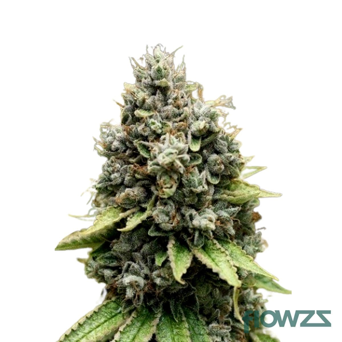 Lemon Sour Diesel Cannabis Strain - flowzz.com Preisvergleich