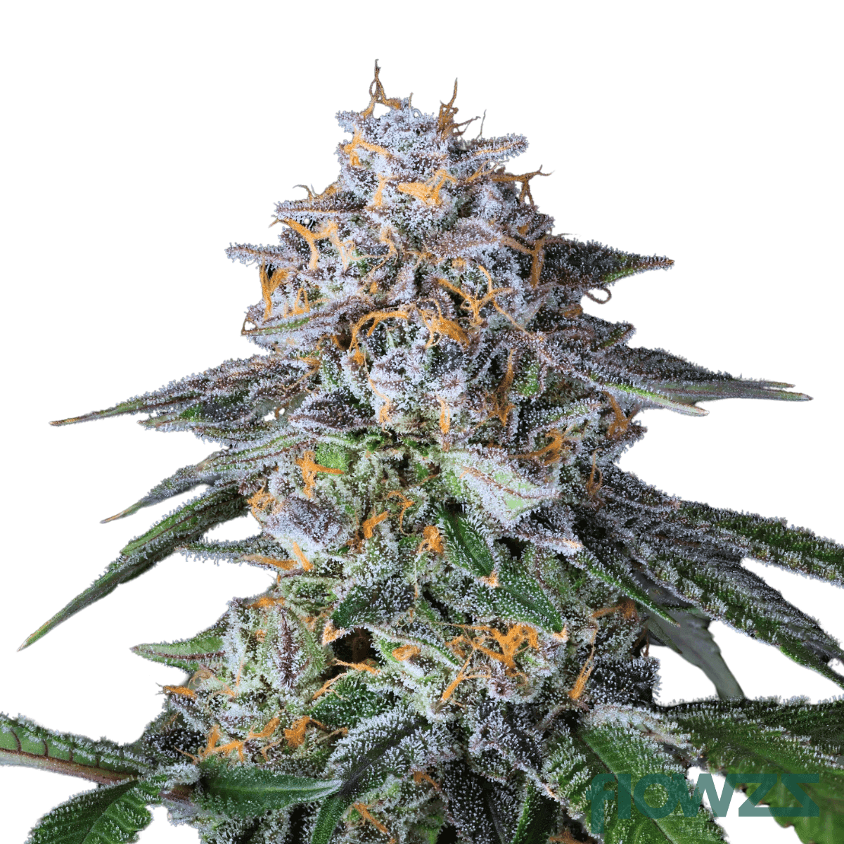 la-kush-strain