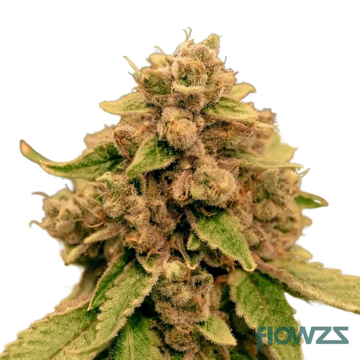 Chocolate Marshmallows Cannabis Strain - flowzz.com Preisvergleich