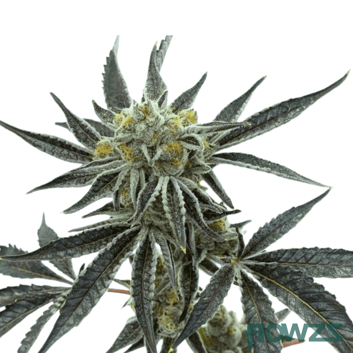 zesty-punch-strain