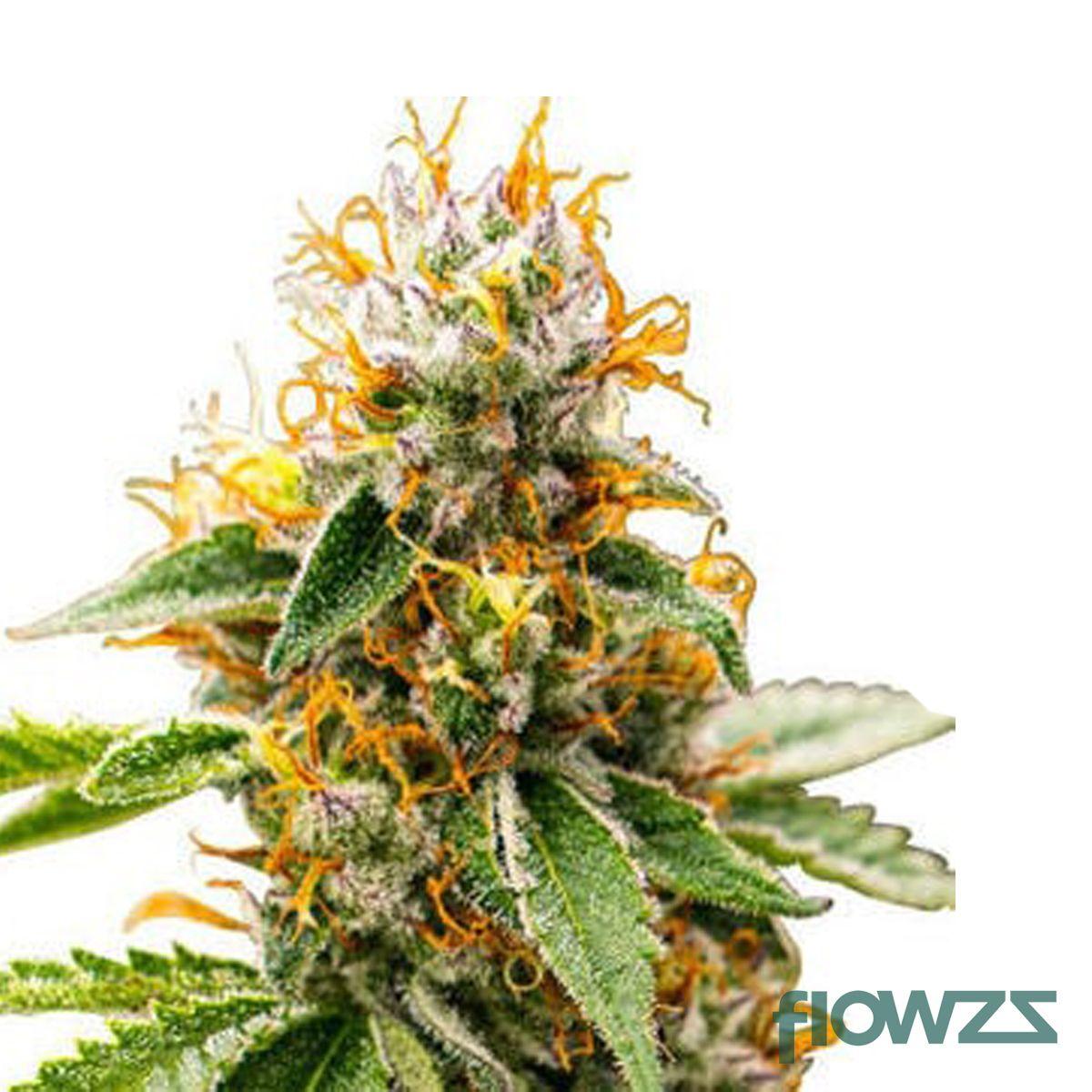 Mango Cannabis Strain - flowzz.com Preisvergleich