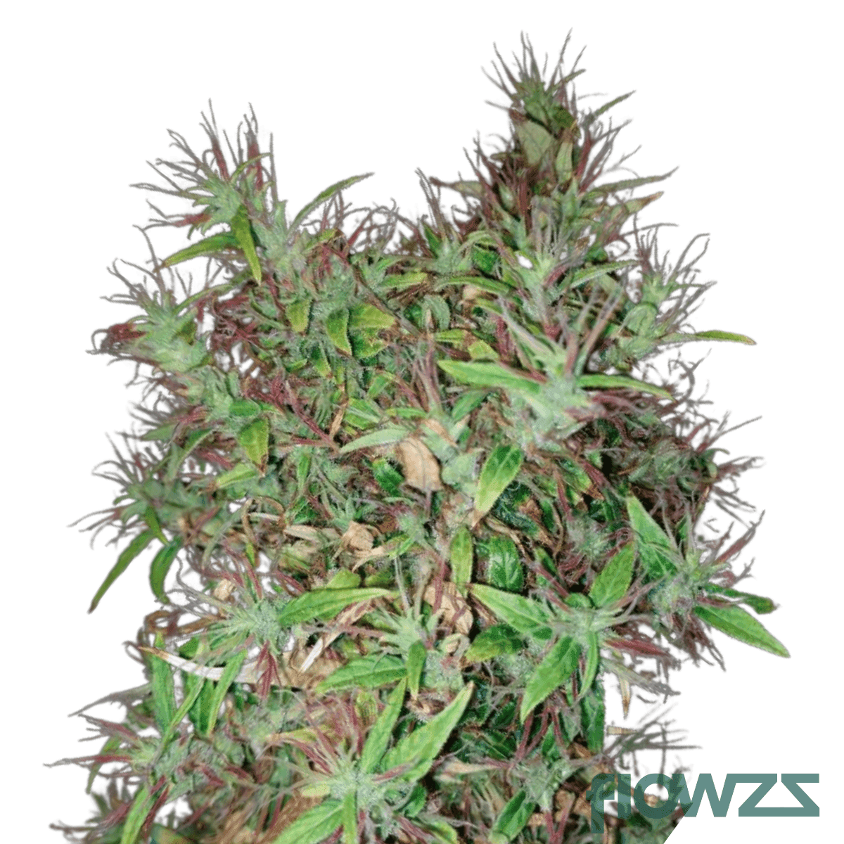 cosmic-soda-strain