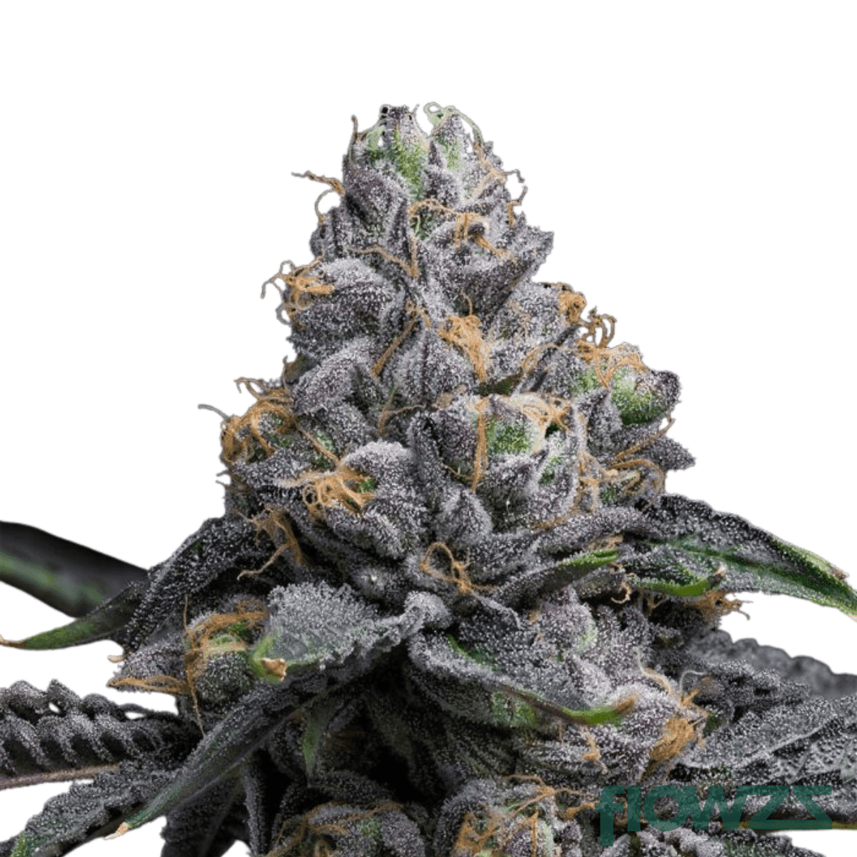 hollywood-strain