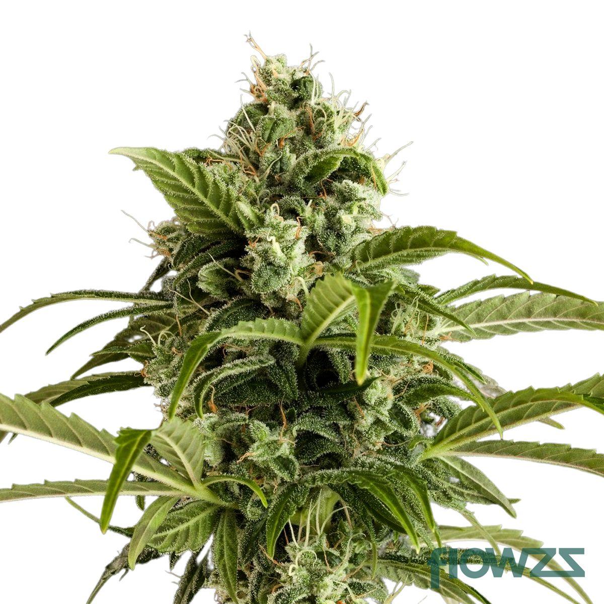 Euforia Cannabis Strain - flowzz.com Preisvergleich