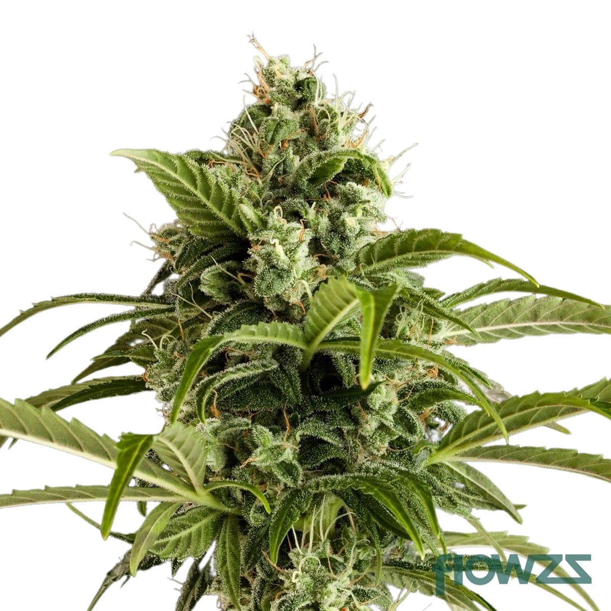 Euforia Cannabis Strain - flowzz.com Preisvergleich