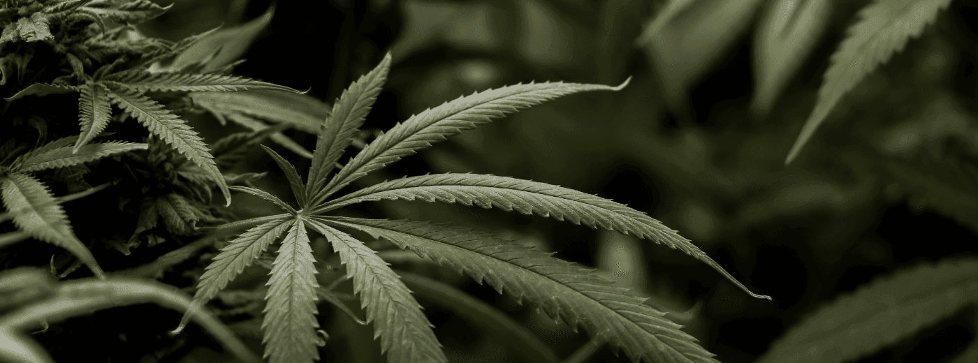 medizinisches-cannabis