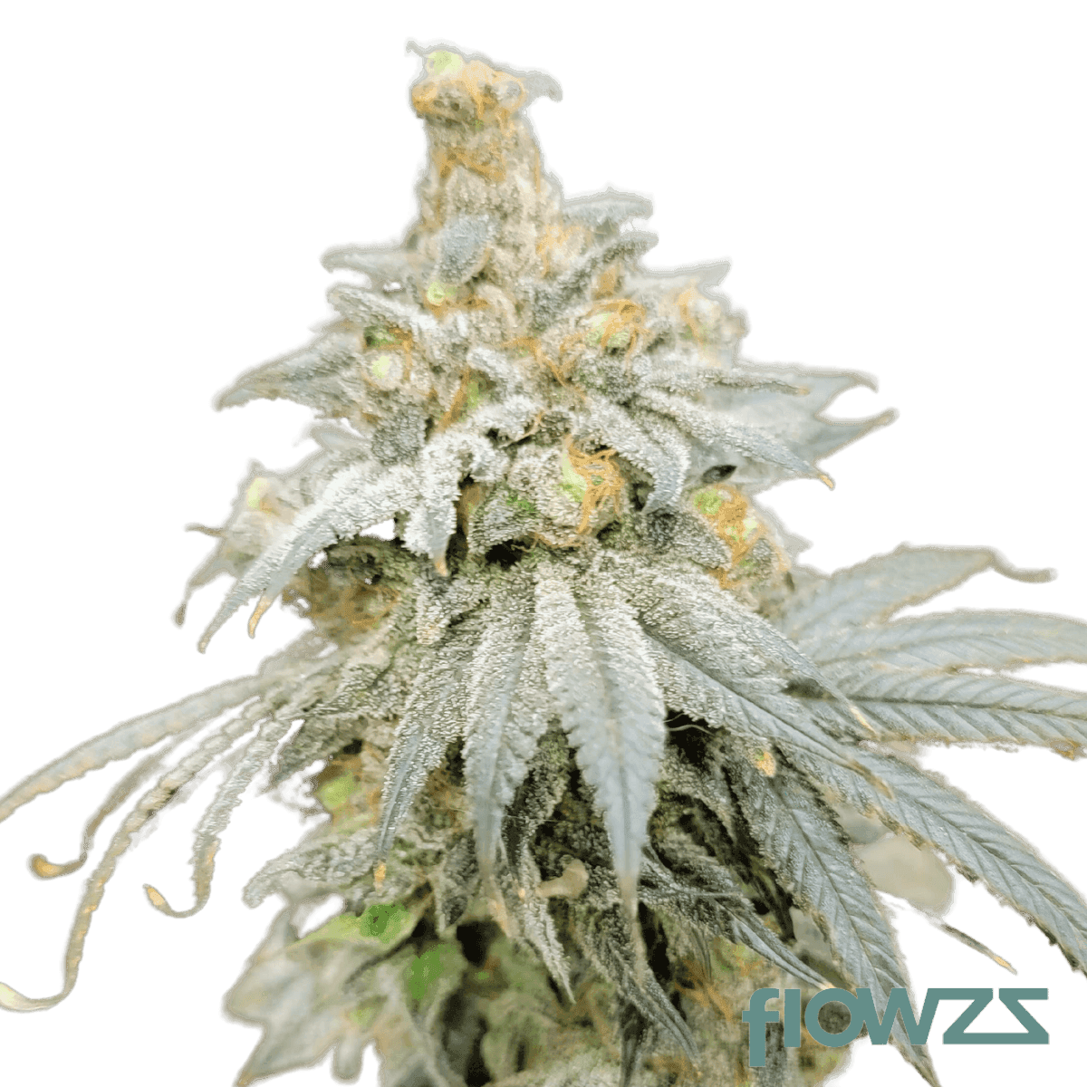 Titananimal Medizinischer Cannabis Strain - flowzz