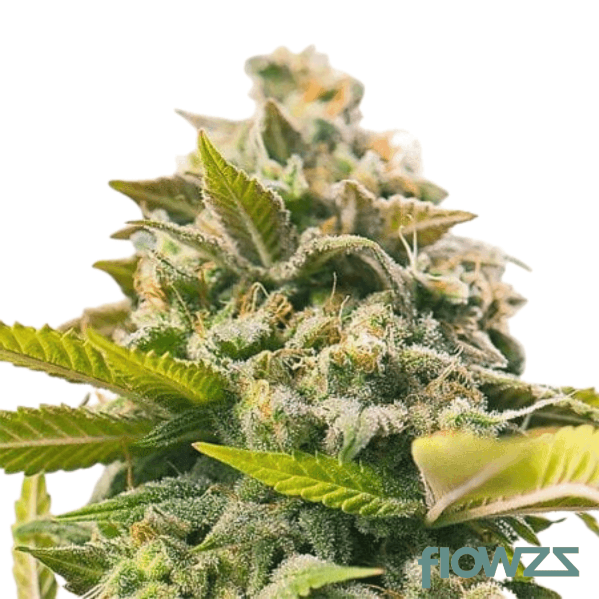 Grape Stomper Cannabis Strain - flowzz.com Preisvergleich