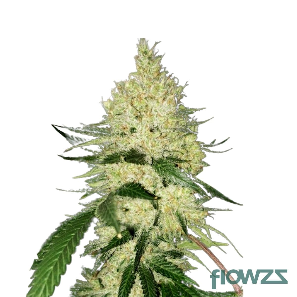 Zour Apple Cannabis Strain - flowzz.com Preisvergleich