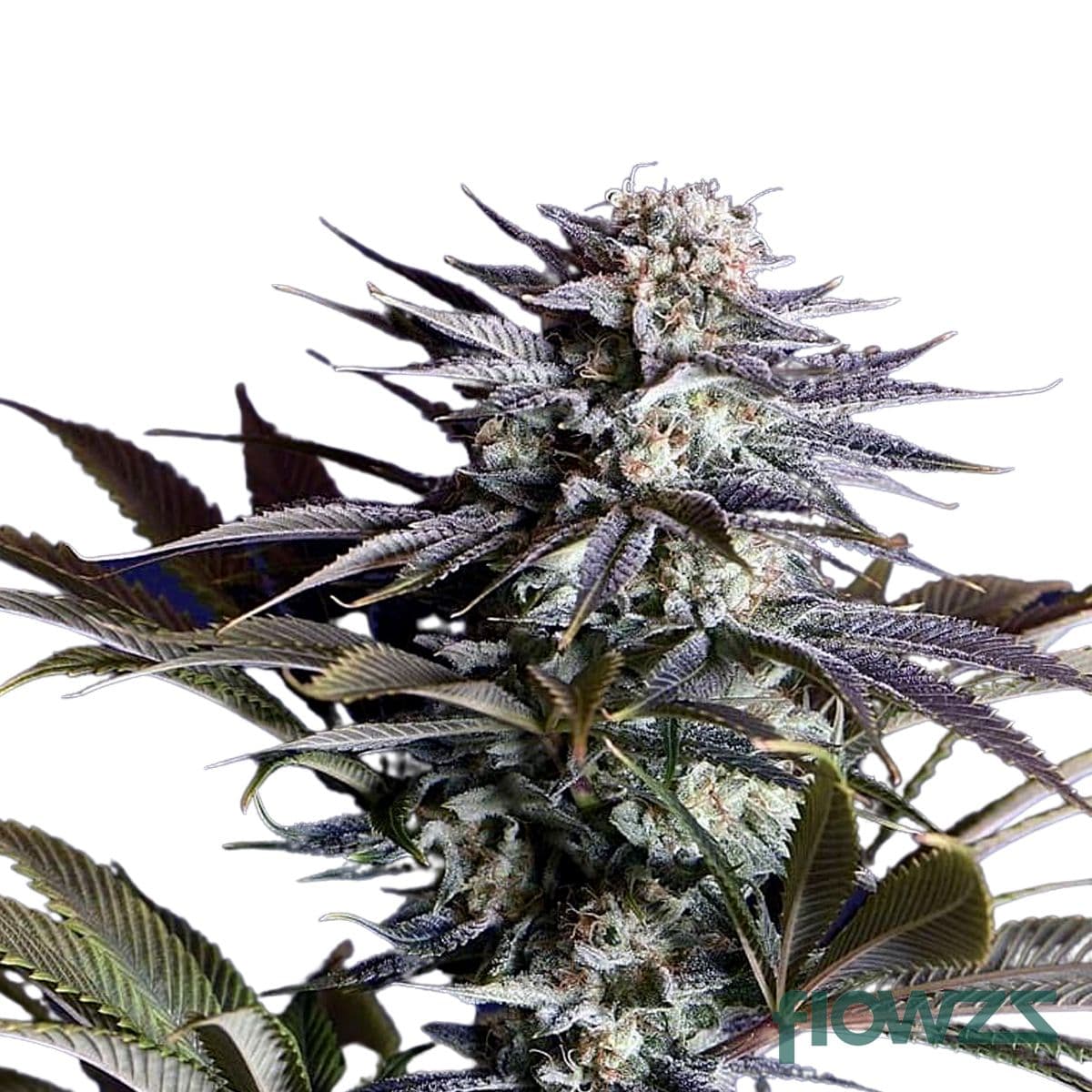 Ghost Train Haze Cannabis Strain - flowzz.com Preisvergleich