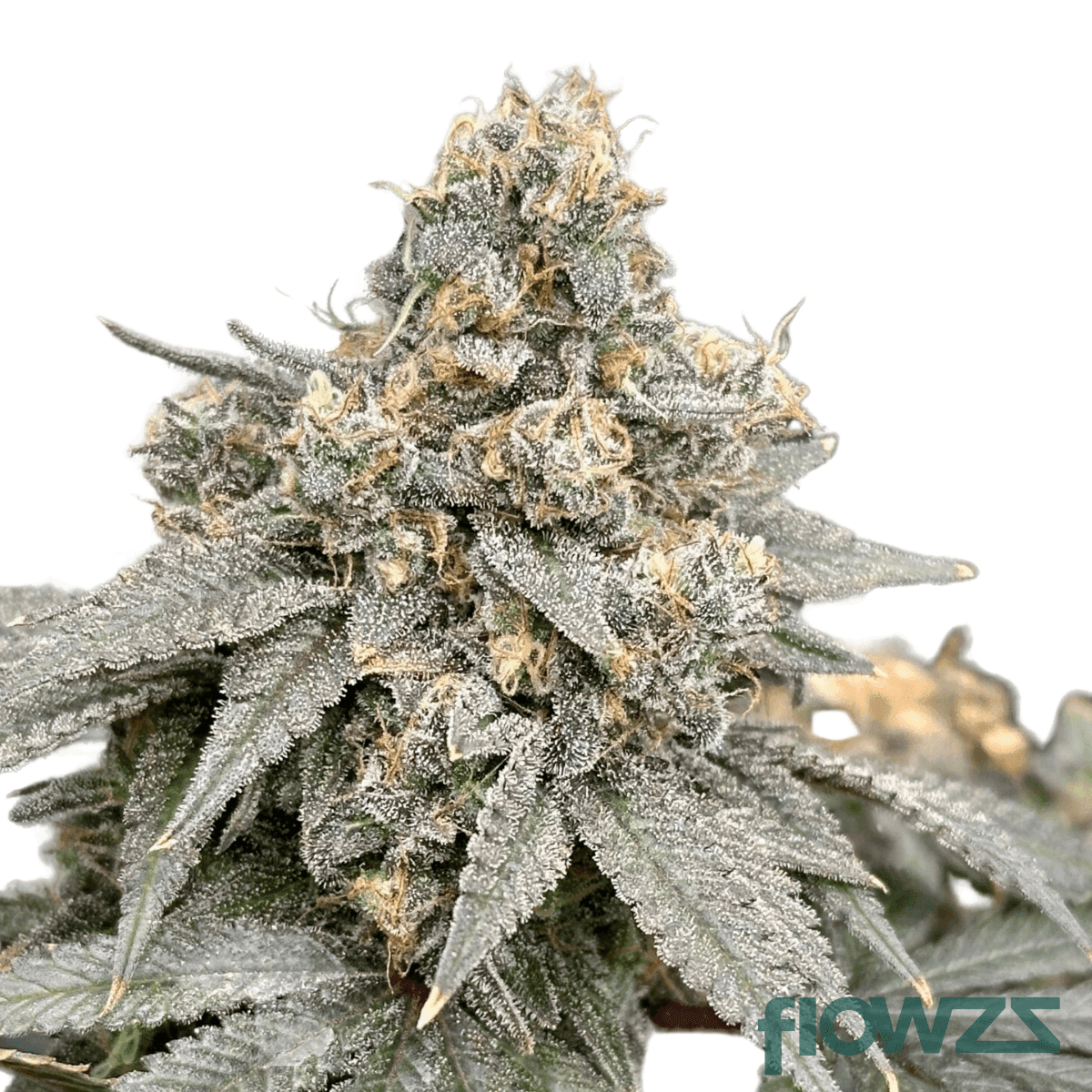 amnesia-haze-cake-cannabis-strain