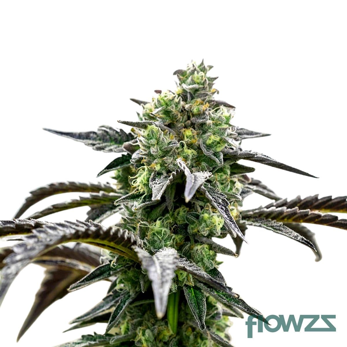 Ice Cream Cake Cannabis Strain - flowzz.com Preisvergleich