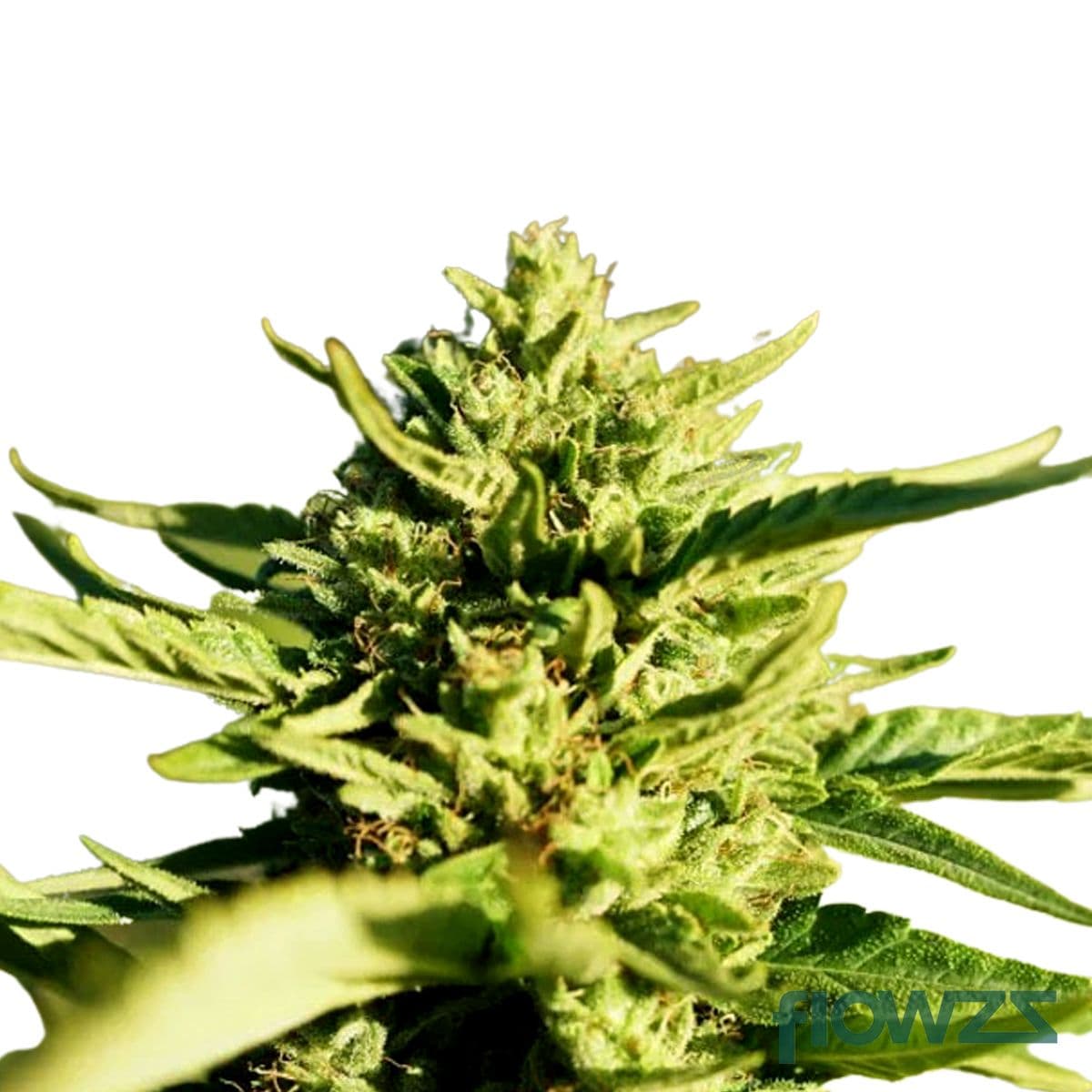 talea-bedica-bedrocan-cannabis-strain