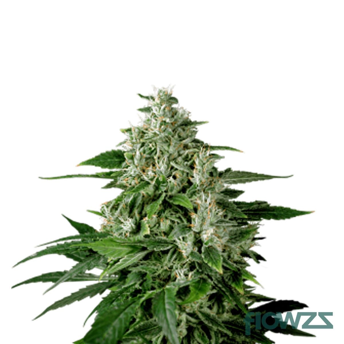 Creamy Kee's No.5 Cannabis Strain - flowzz.com Preisvergleich