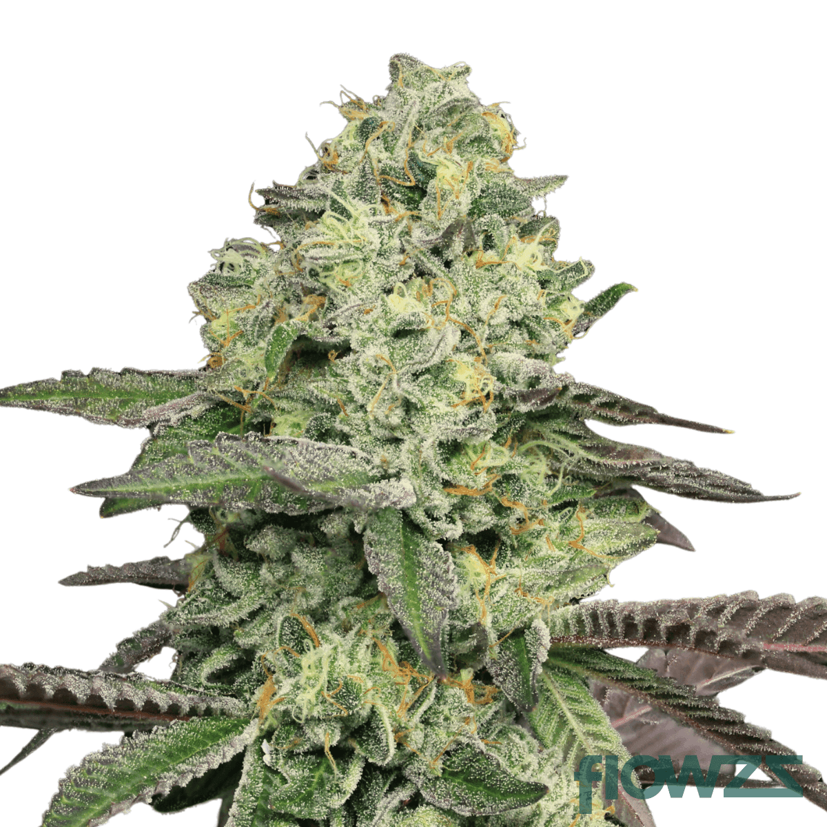 animal-face-strain