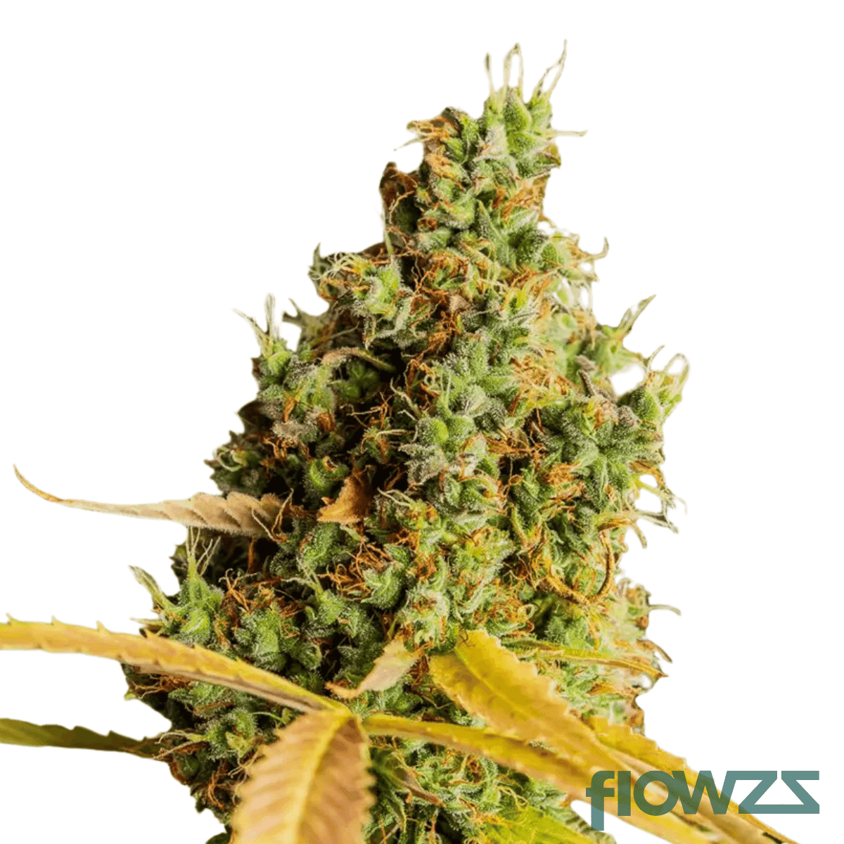 electric-grapefruit-cannabis-strain