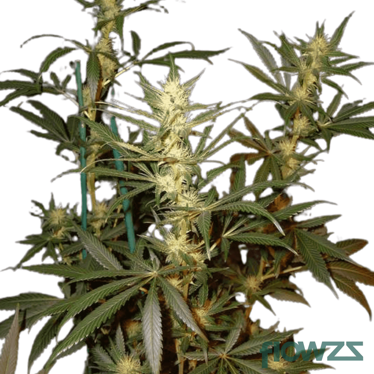 lemon-freeze-pop-cannabis-strain