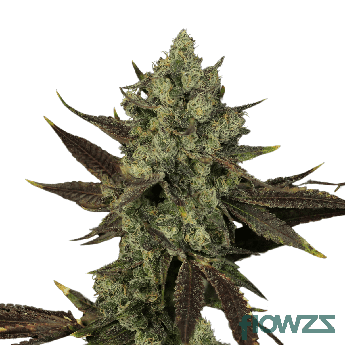 blue-pave-cannabis-strain