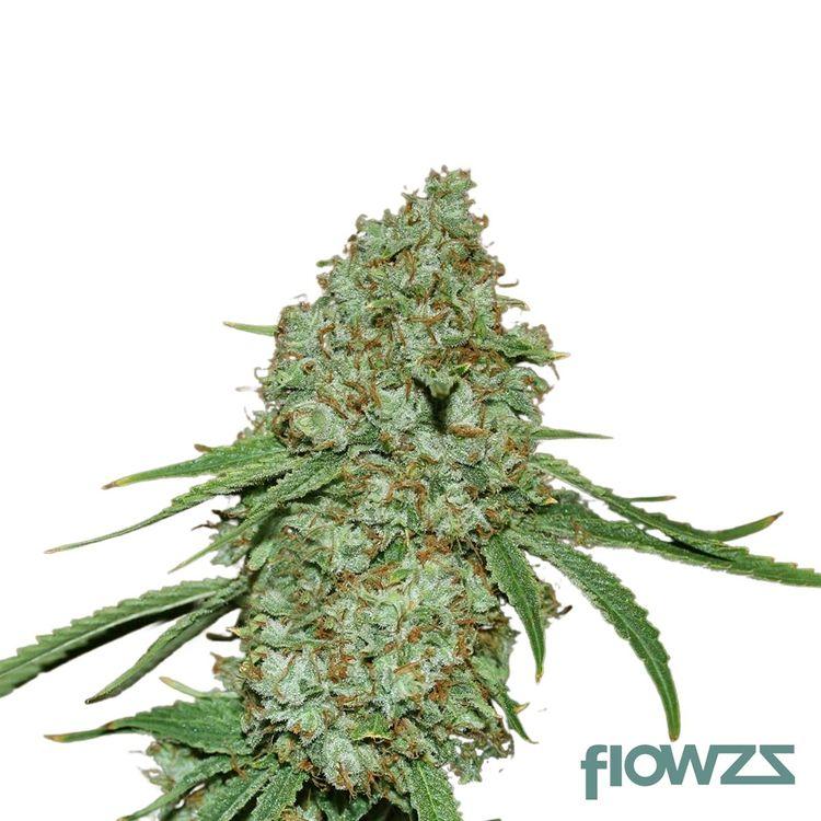 Alien Dawg Cannabis Strain - flowzz.com Preisvergleich