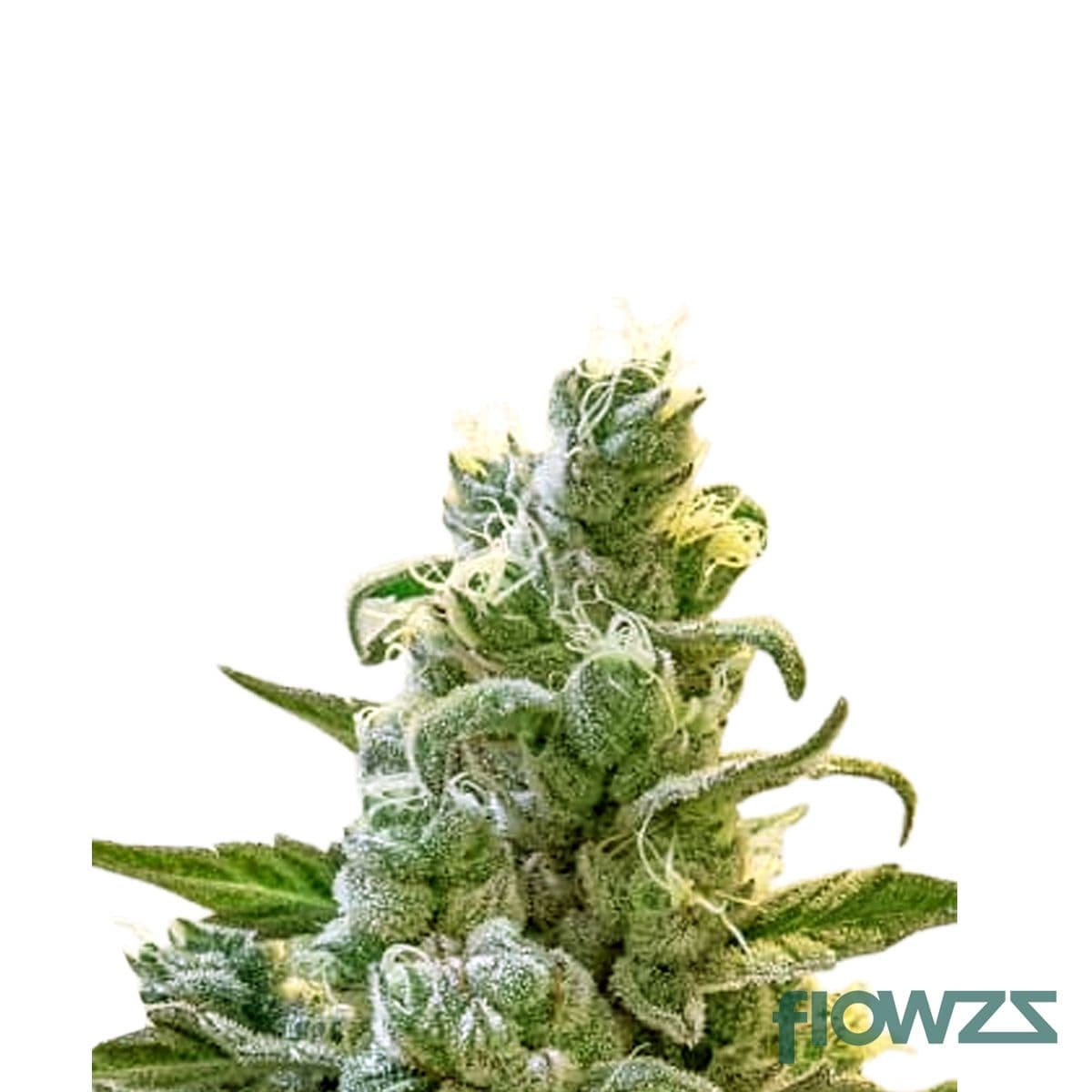 Frosted Lemon Cake Cannabis Strain - flowzz.com Preisvergleich