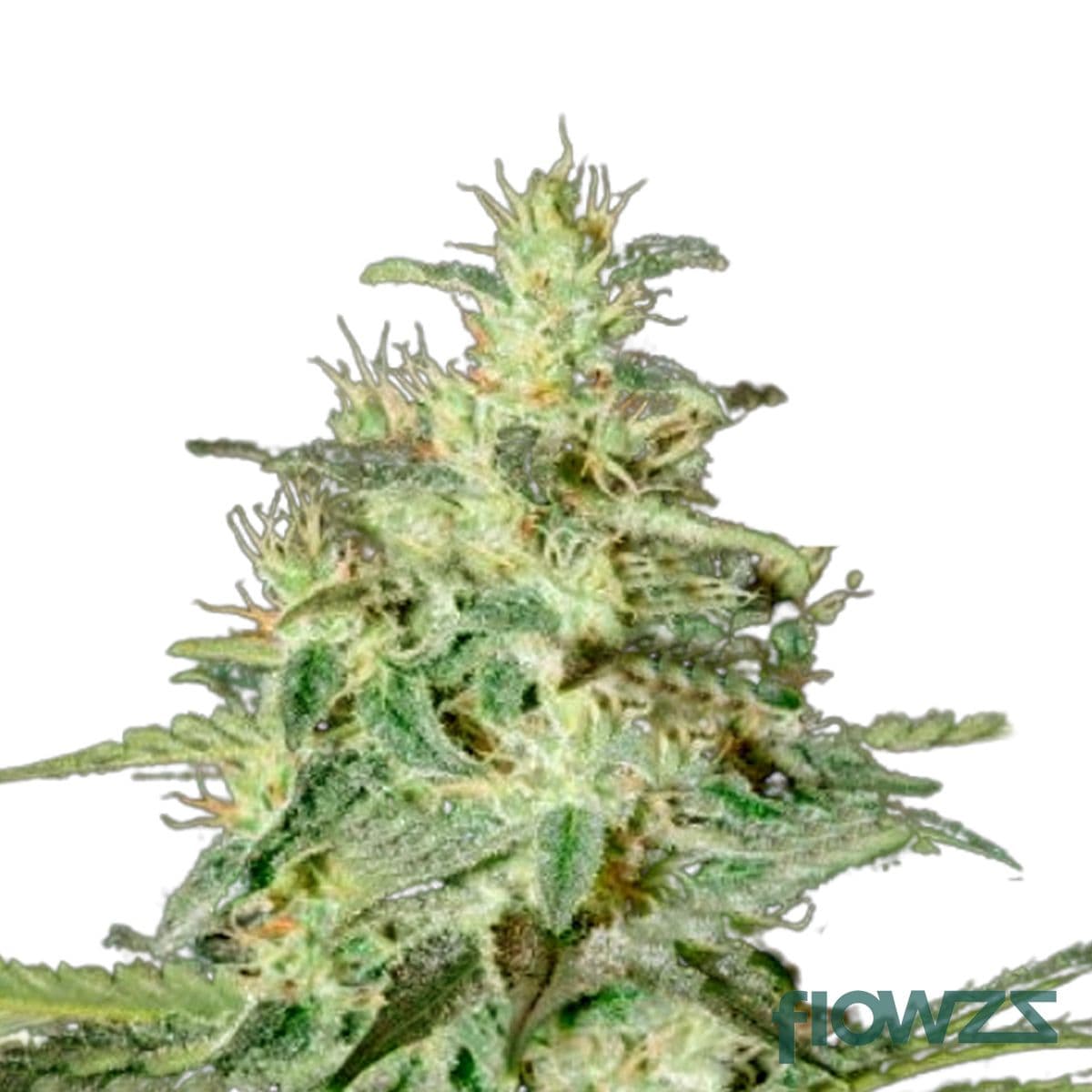 White Lemon Cannabis Strain - flowzz.com Preisvergleich