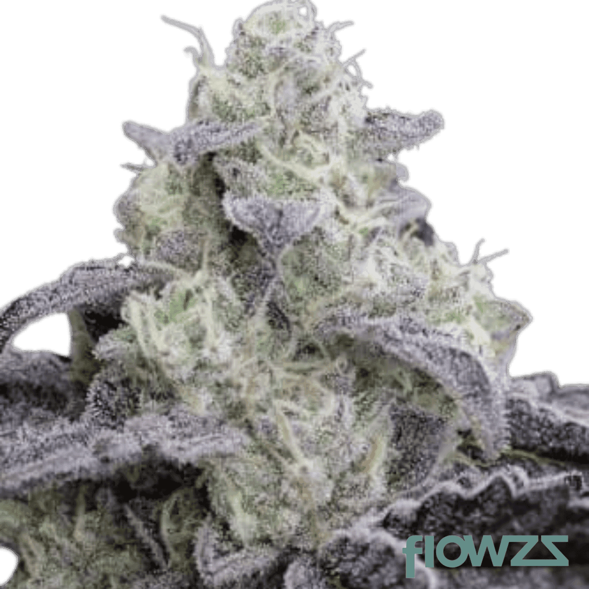 Vanilla Cake Cannabis Strain - flowzz.com Preisvergleich