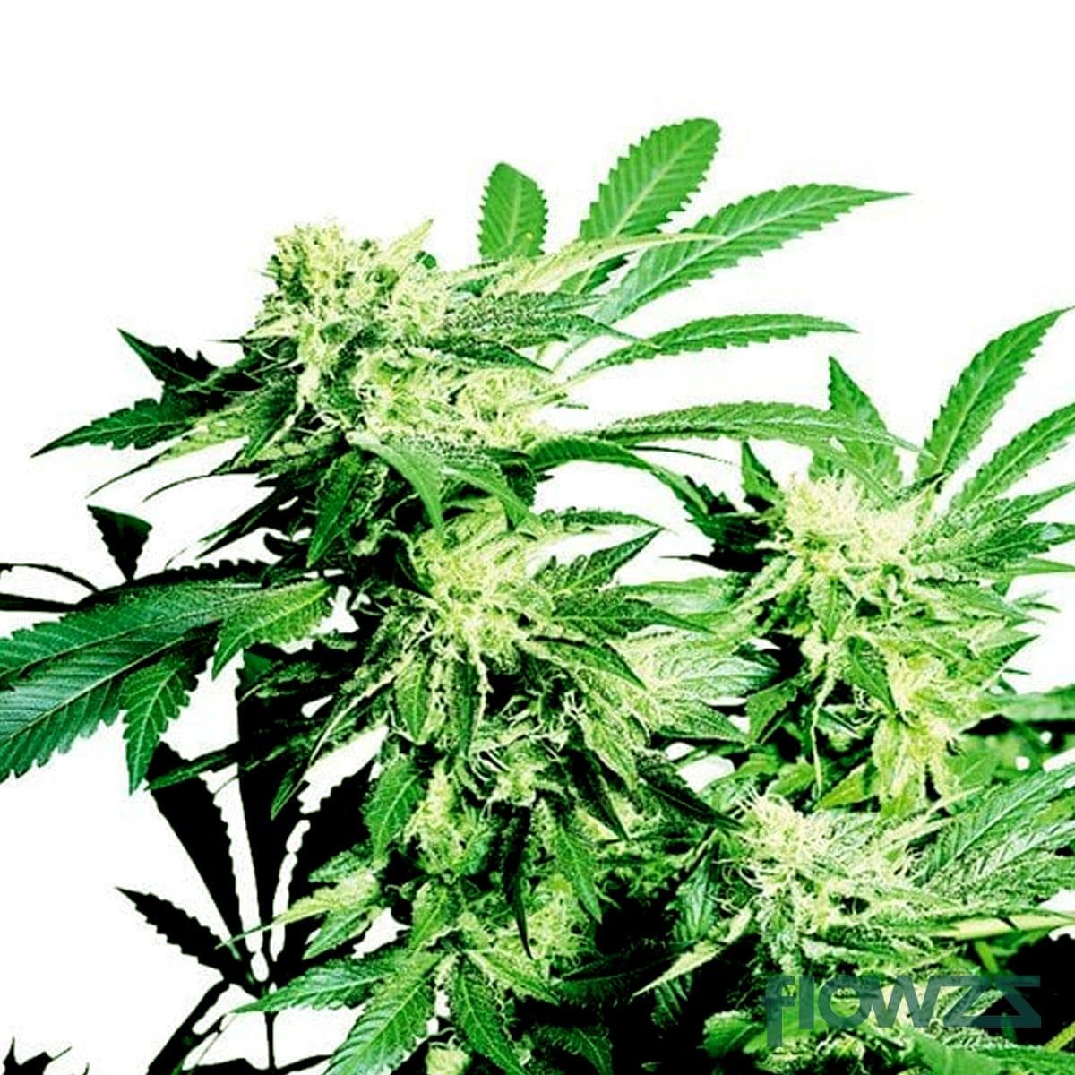 Cheese Quake Cannabis Strain - flowzz.com Preisvergleich