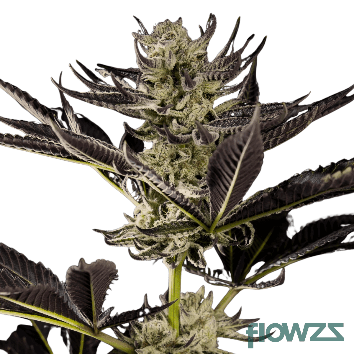 helios-gold-strain