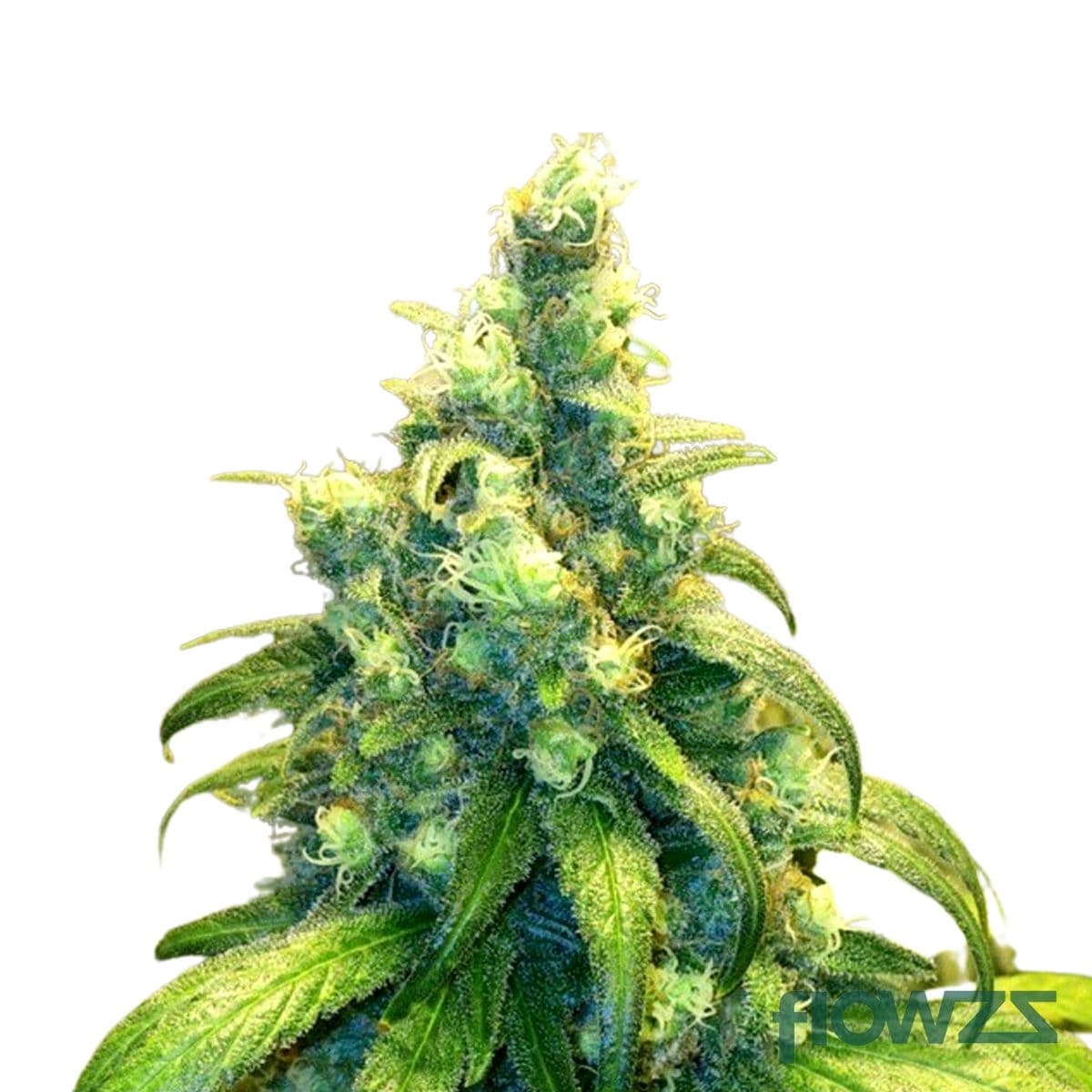 Red Dragon OG Cannabis Strain - flowzz.com Preisvergleich