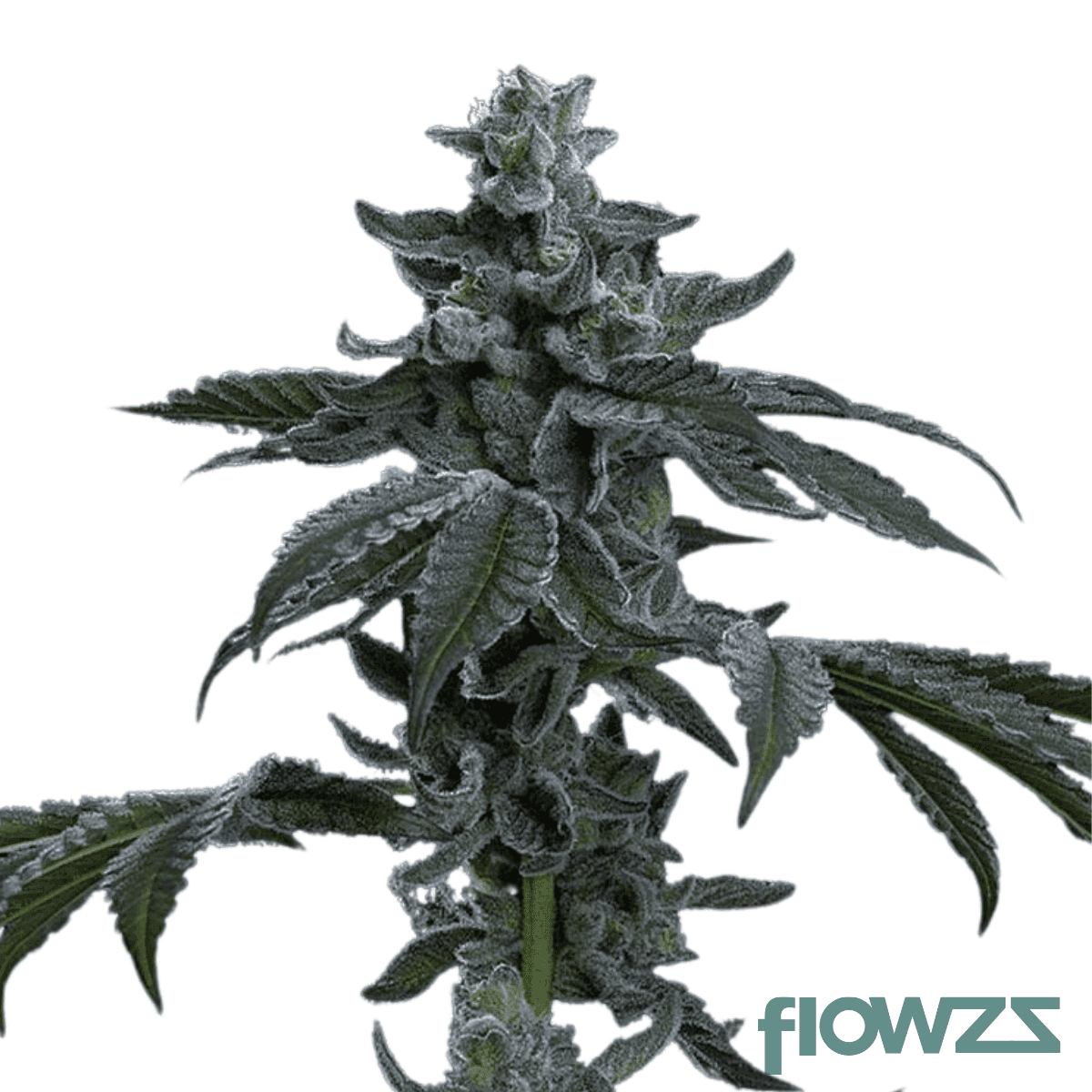 munyunz-strain