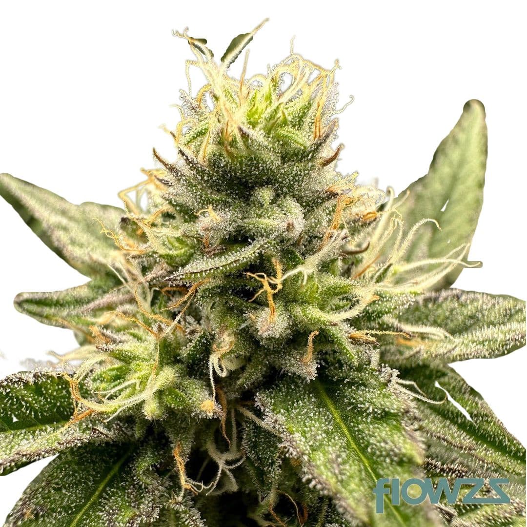 Bubblegum Biscotti x Grape Gasoline Cannabis Strain Kultivar Sorte - flowzz.com