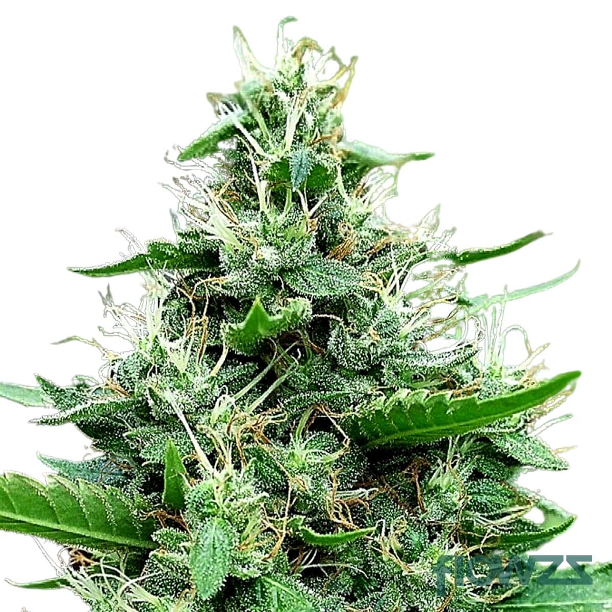 Delahaze Cannabis Strain - flowzz.com Preisvergleich