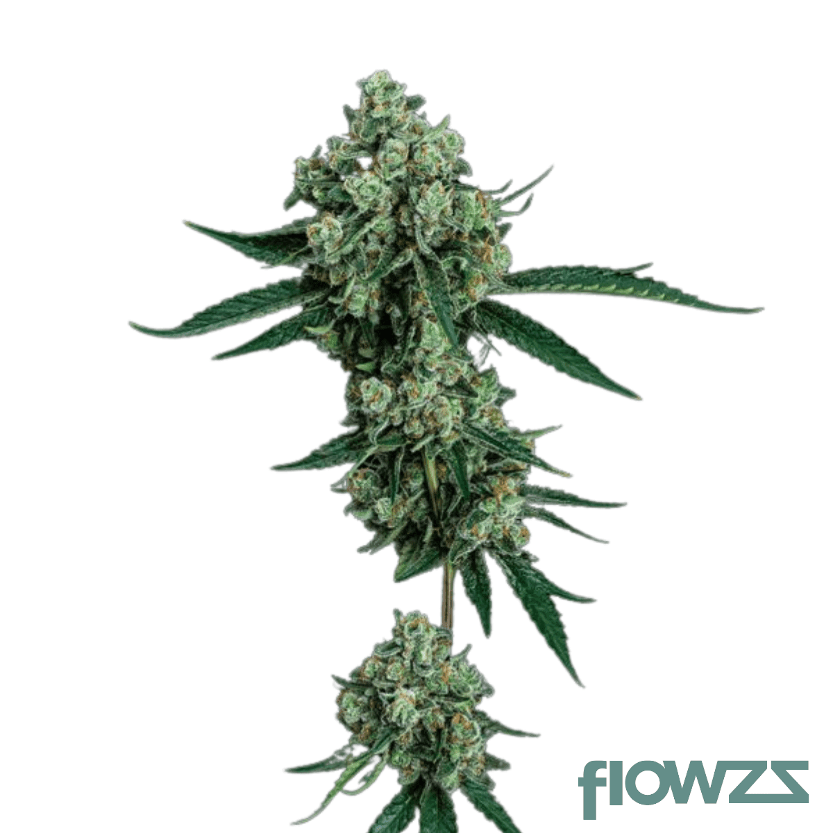deadhead-sour-fig-cannabis-strain