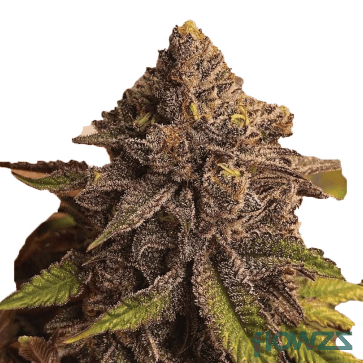 dank-wafers-strain