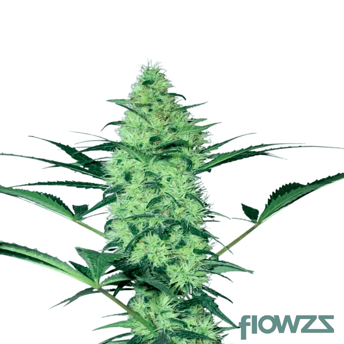 wicked-frosted-mintz-strain