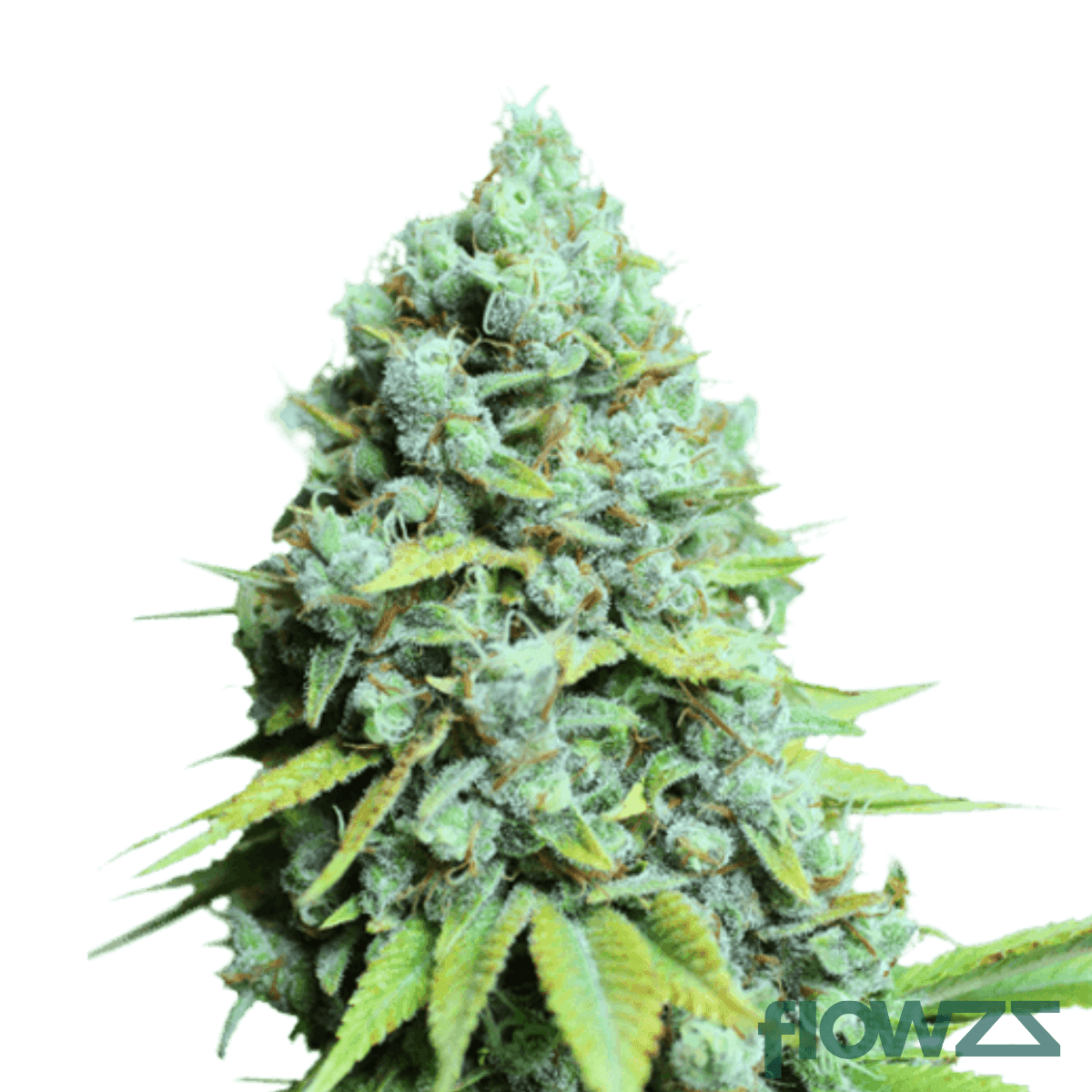 kosher-haze-strain