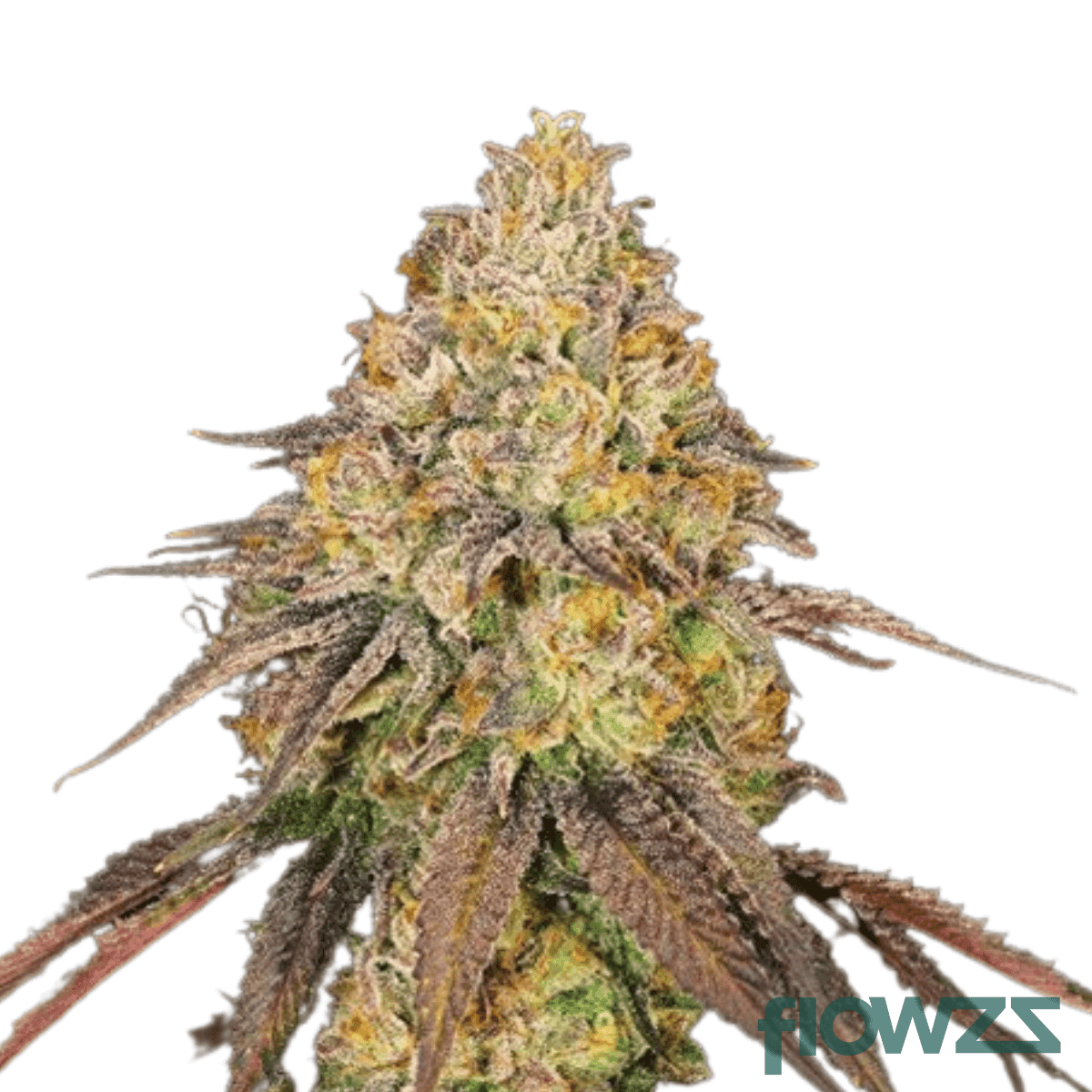 OG Punch Cannabis Strain Kultivar Sorte