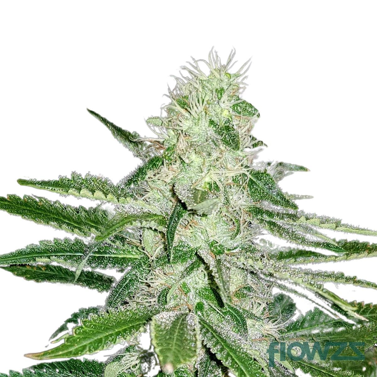 Cannatonic Cannabis Strain - flowzz.com Preisvergleich