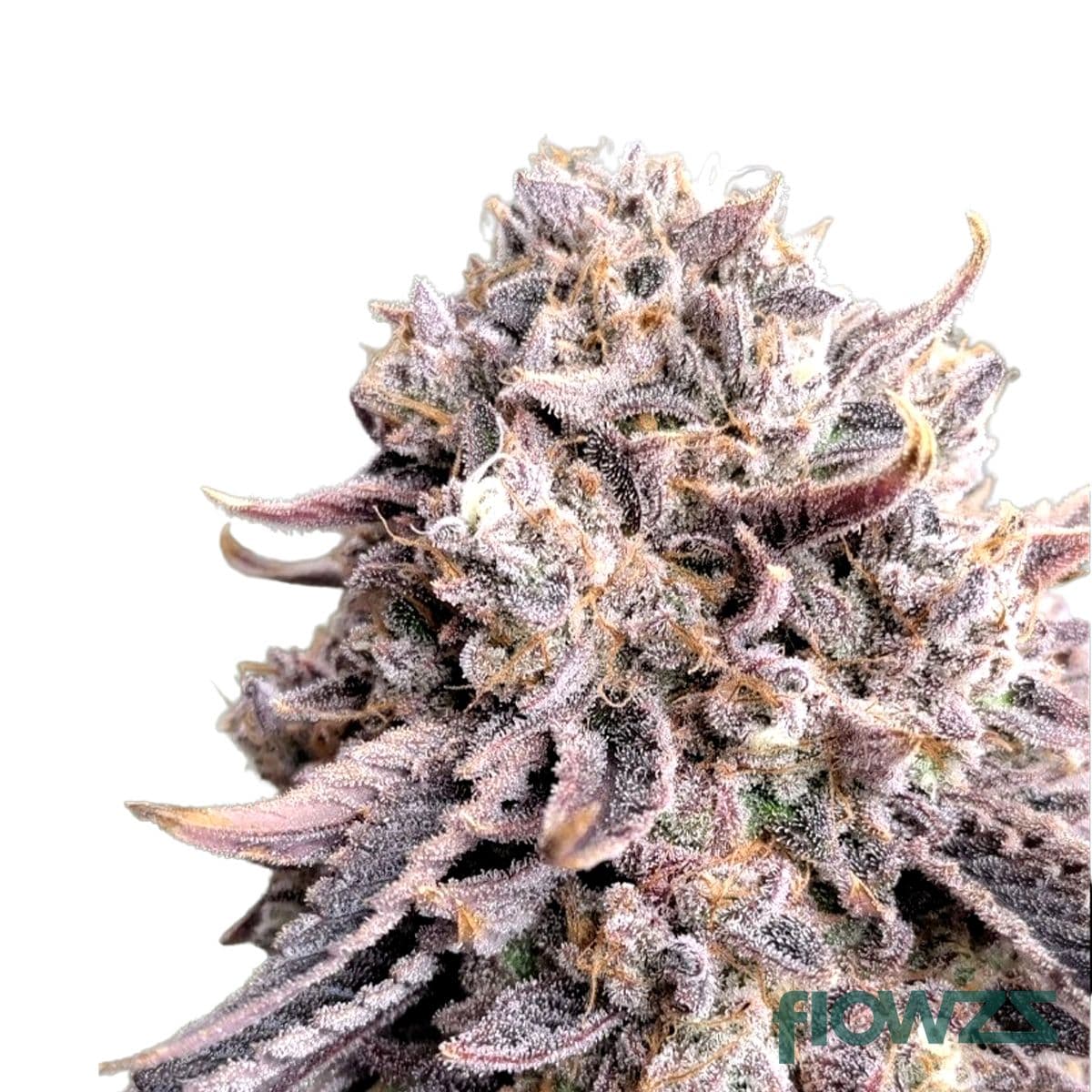 Krypton Cannabis Strain - flowzz.com Preisvergleich