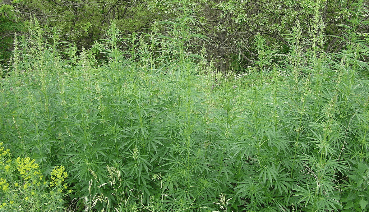 cannabis-ruderalis-herkunft