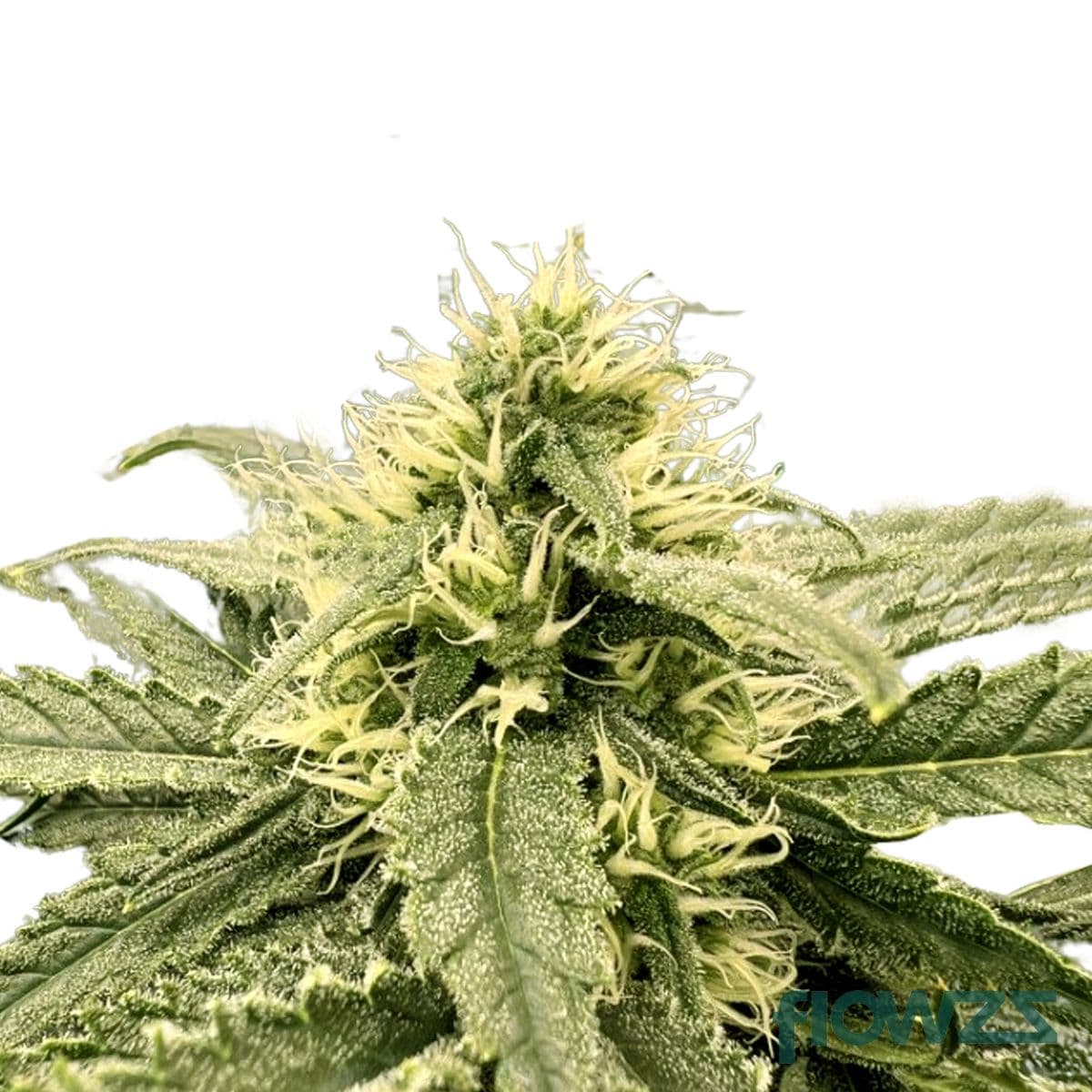 Wild Thailand Cannabis Strain - flowzz.com Preisvergleich