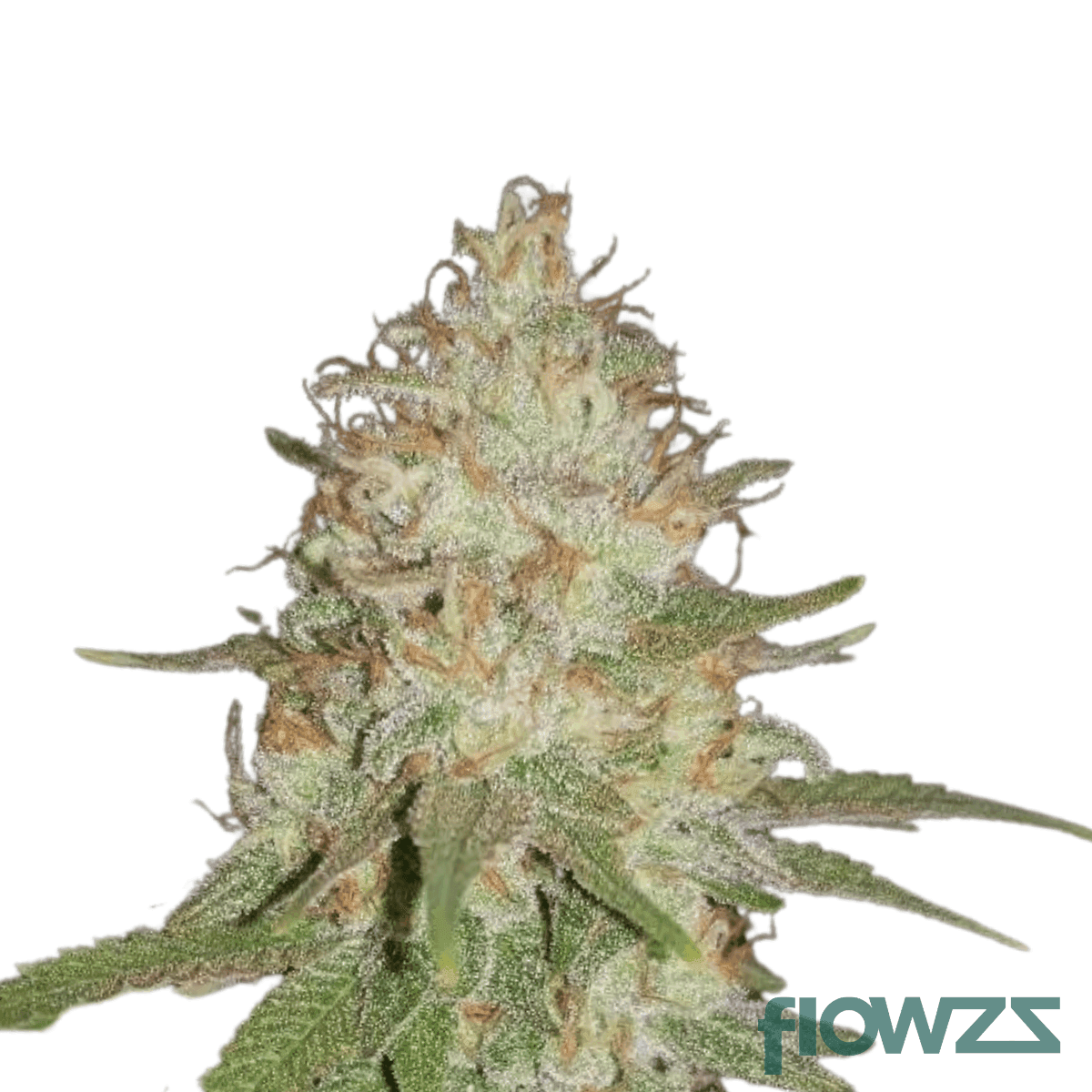 Florida Kush » Wirkung, Strain Reviews & Preise | flowzz