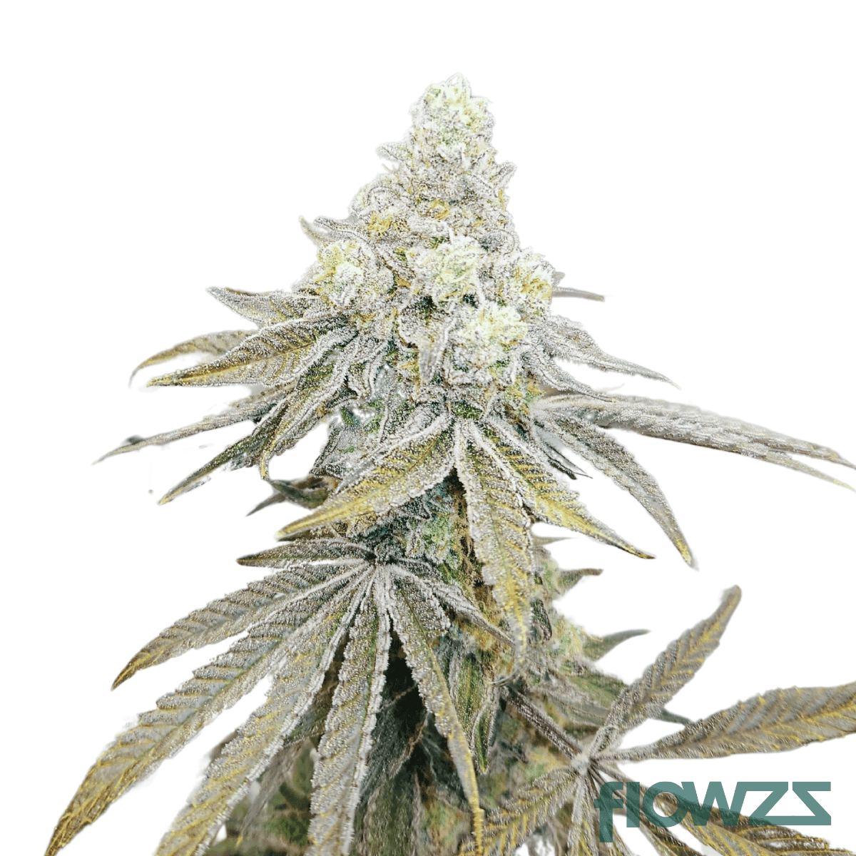 cap-junky-strain