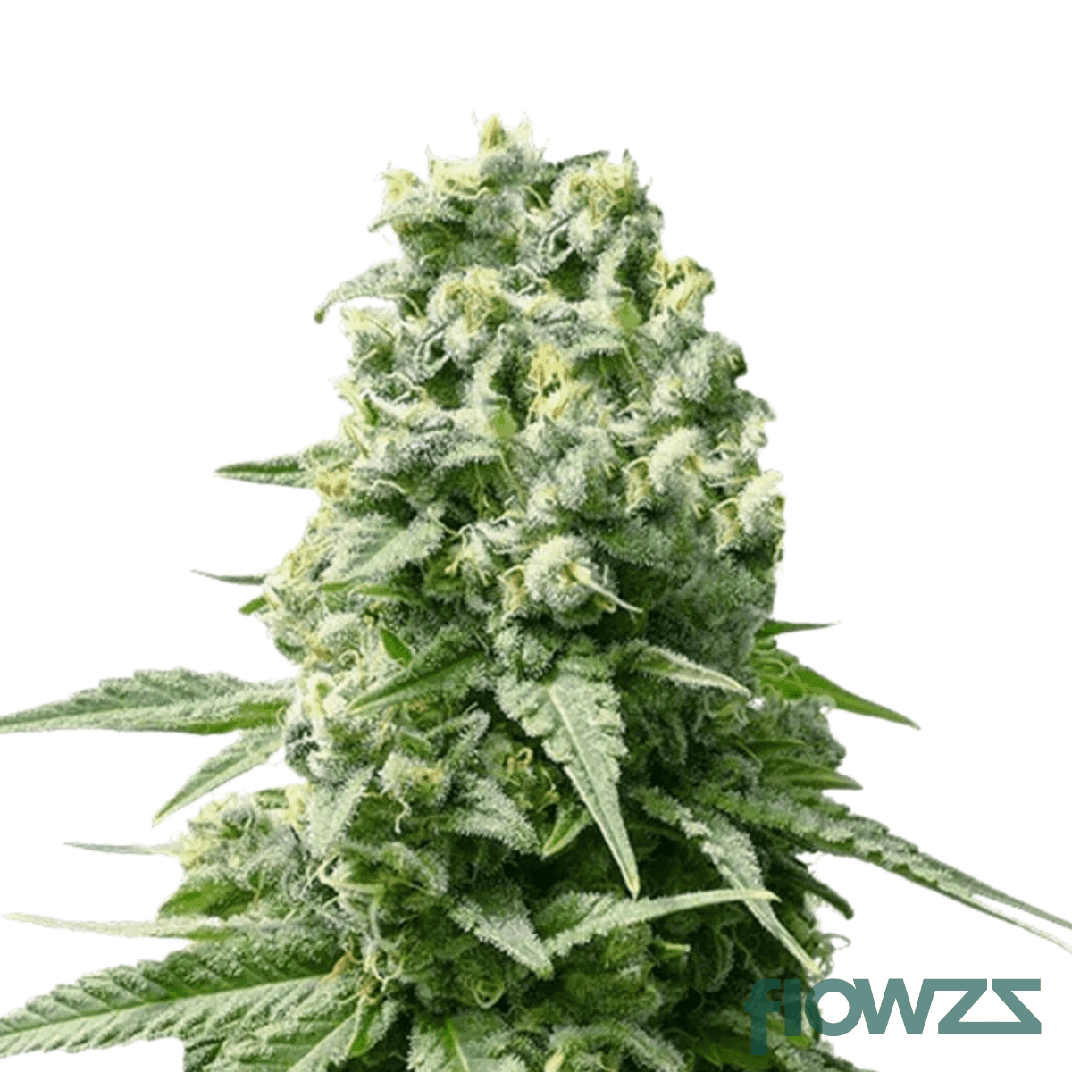 Super Haze x Amnesia Cannabis Strain