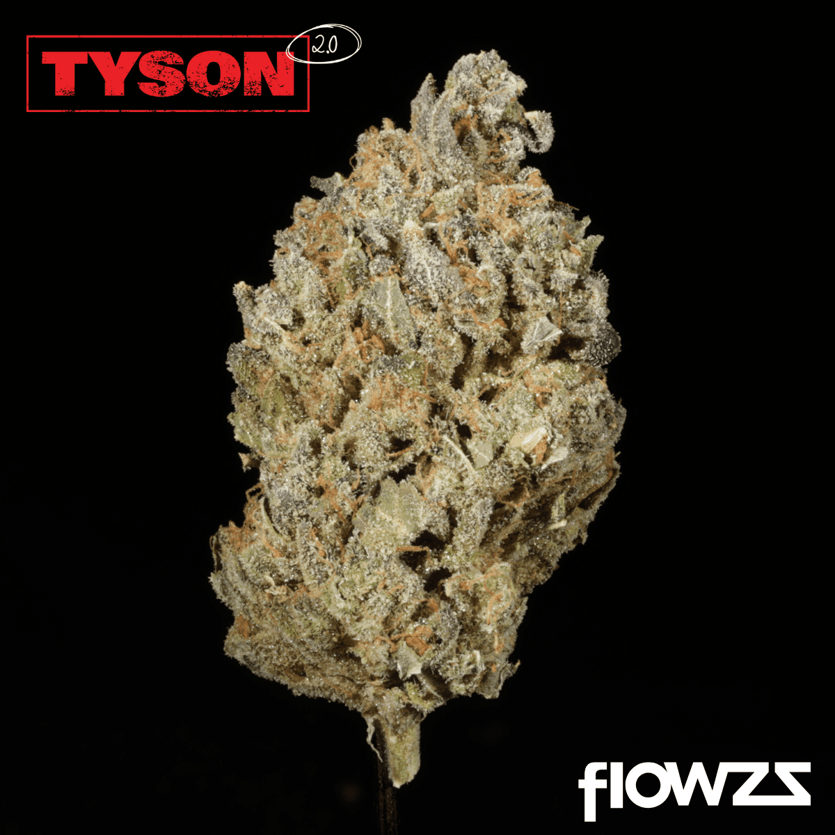 tyson-28-1-tiger-milk