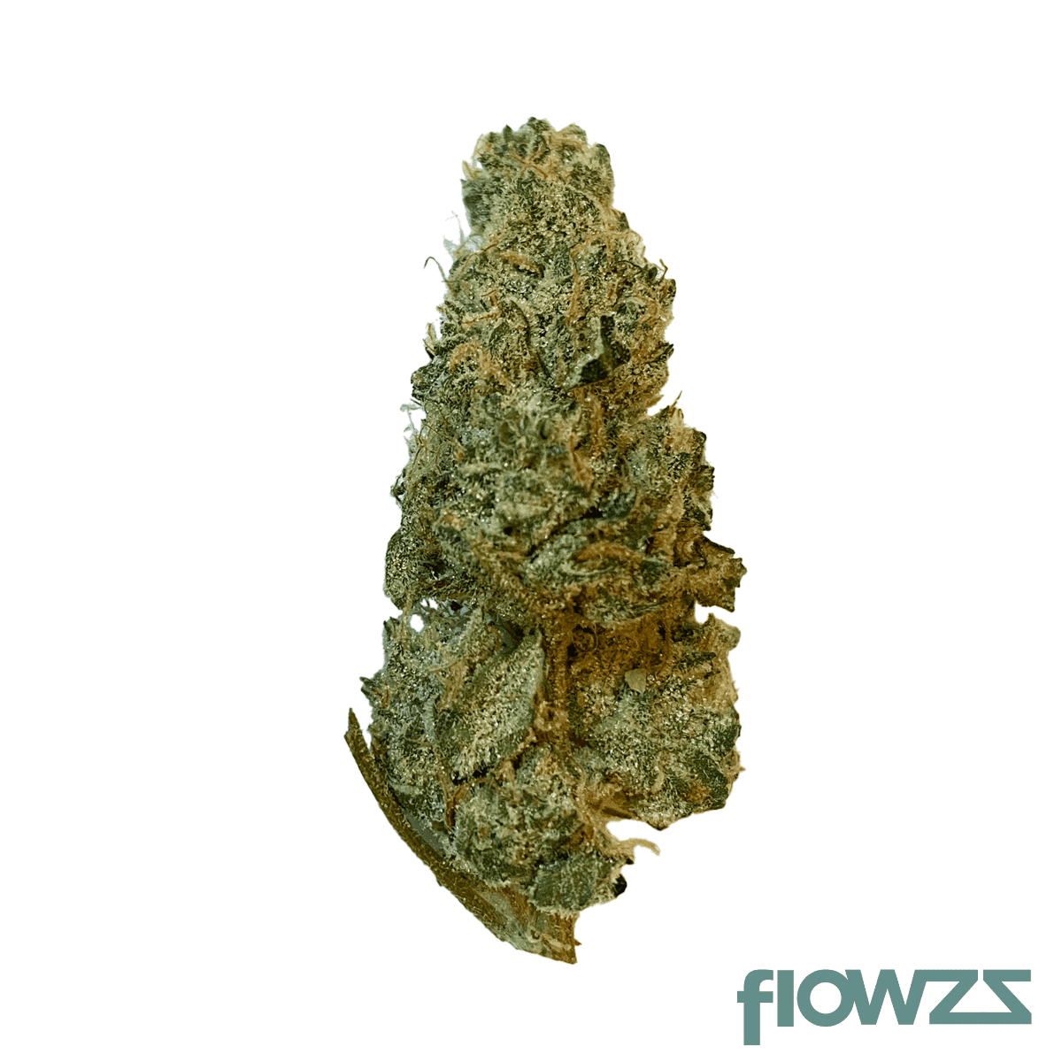 medicus-27-1-eza-gmo